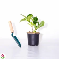 WILLEMSE FRANCE - Hortensia rouge - le pot / 1.3l / 3-5 branches / hauteur livrée 15-20cm, vendu par lot de 2