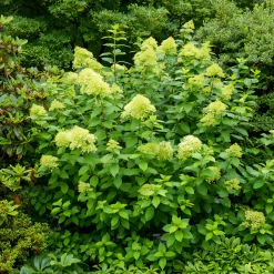 WILLEMSE FRANCE - Hortensia paniculé limelight® - le pot / ø 8cm, vendu par lot de 2