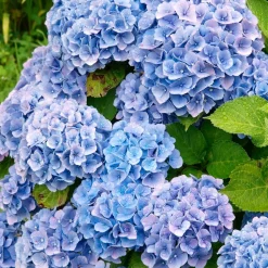 WILLEMSE FRANCE - Hortensia bleu - le pot / ø 9cm, vendu par lot de 2