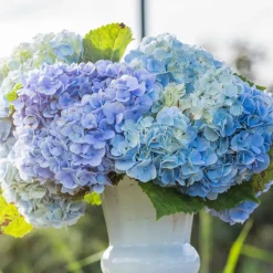 WILLEMSE FRANCE - Hortensia bleu - le pot / ø 9cm, vendu par lot de 2