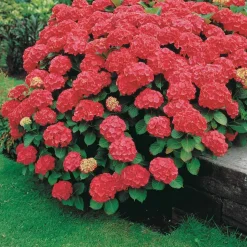 WILLEMSE FRANCE - Hortensia rouge - le pot / ø 9cm, vendu par lot de 2