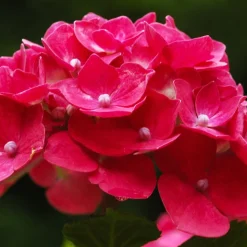 WILLEMSE FRANCE - Hortensia rouge - le pot / ø 9cm, vendu par lot de 2