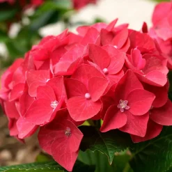 WILLEMSE FRANCE - Hortensia rouge - le pot / ø 9cm, vendu par lot de 2