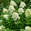 WILLEMSE FRANCE - Hortensia paniculé limelight® - le pot / ø 8cm