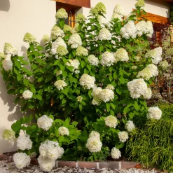 WILLEMSE FRANCE - Hortensia paniculé limelight® - le pot / ø 8cm