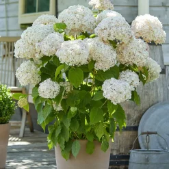 WILLEMSE FRANCE - Hortensia marshmallow ® candy bell® - le pot / ø 9cm, vendu par lot de 2