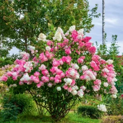 WILLEMSE FRANCE - Hortensia paniculé vanille fraise® renhy - le pot / 8cm, vendu par lot de 4