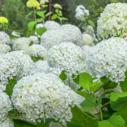 WILLEMSE FRANCE - Hortensia annabelle - le pot / ø 9cm, vendu par lot de 2