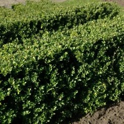 WILLEMSE FRANCE - Houx crénelé dark green® - le pot / ø 9cm / hauteur livrée 10-15cm, vendu par lot de 2