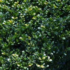 WILLEMSE FRANCE - Houx crénelé dark green® - le pot / ø 9cm / hauteur livrée 10-15cm, vendu par lot de 2