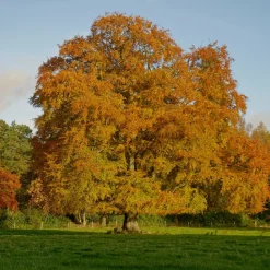 WILLEMSE FRANCE - Hêtre commun - le pot / 2l / hauteur livrée 60-80cm, vendu par lot de 2
