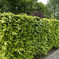 WILLEMSE FRANCE - Hêtre commun - le pot / 2l / hauteur livrée 60-80cm, vendu par lot de 2