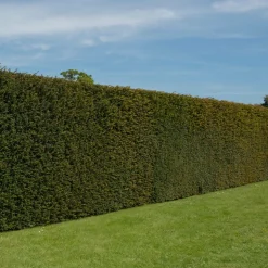 WILLEMSE FRANCE - If commun - le pot / ø 11cm / hauteur livrée 10-15 cm