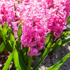 WILLEMSE FRANCE - Jacinthe pink pearl - le sachet de 3 bulbes / circonference 15-16cm, vendu par lot de 2