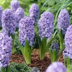 WILLEMSE FRANCE - Jacinthe delft blue - le sachet de 3 bulbes / circonference 15-16cm, vendu par lot de 4