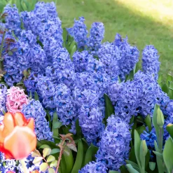 WILLEMSE FRANCE - Jacinthe delft blue - le sachet de 3 bulbes / circonference 15-16cm, vendu par lot de 4