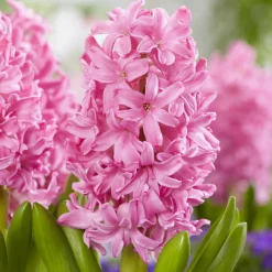 WILLEMSE FRANCE - Jacinthe pink pearl - le sachet de 3 bulbes / circonference 15-16cm, vendu par lot de 4