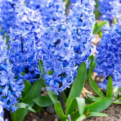 WILLEMSE FRANCE - Jacinthe blue jacket - le sachet de 3 bulbes / circonference 15-16cm, vendu par lot de 4