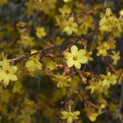 WILLEMSE FRANCE - Jasmin d'hiver - le pot / 2l / hauteur livrée 30-40cm, vendu par lot de 2