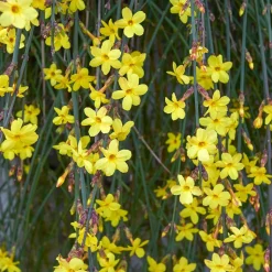 WILLEMSE FRANCE - Jasmin d'hiver - le pot / ø 9cm, vendu par lot de 2