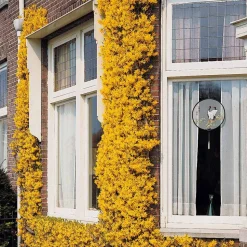 WILLEMSE FRANCE - Jasmin d'hiver - le pot / ø 9cm, vendu par lot de 2