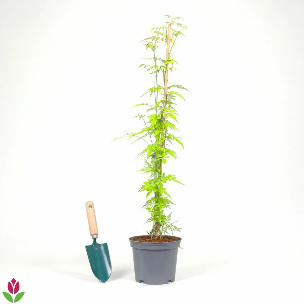 WILLEMSE FRANCE - Jasmin officinal fiona sunrise - frojas - le pot / 2l / hauteur livrée 40-50cm