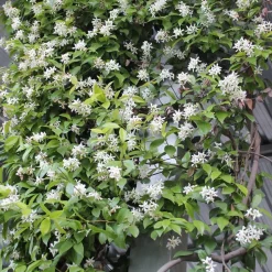 WILLEMSE FRANCE - Jasmin étoilé - le pot / 2l / hauteur livrée 40-50cm, vendu par lot de 2