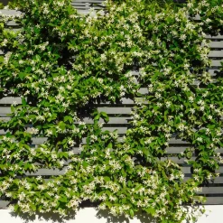 WILLEMSE FRANCE - Jasmin étoilé - le pot / ø 9cm, vendu par lot de 2