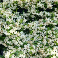 WILLEMSE FRANCE - Jasmin étoilé - le pot / ø 9cm, vendu par lot de 2