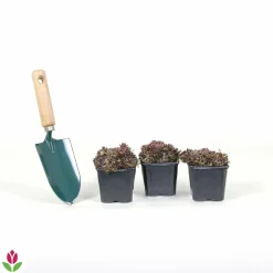 WILLEMSE FRANCE - Joubarbe - chick charms ® mint marvel - sempervivum - le pot / ø 9cm, vendu par lot de 2