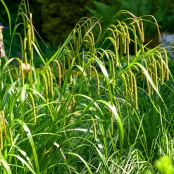 WILLEMSE FRANCE - Laîche pendante - carex - le pot / ø 9cm, vendu par lot de 2