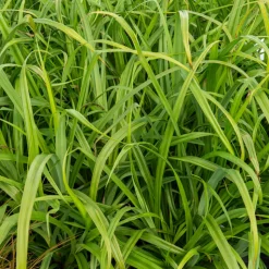 WILLEMSE FRANCE - Laîche pendante - carex - le pot / ø 9cm, vendu par lot de 2