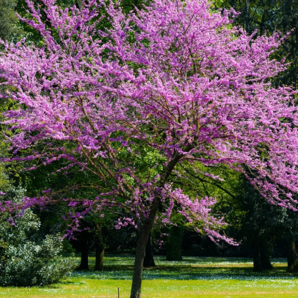 WILLEMSE FRANCE - L'arbre de judée - le pot / ø 9cm / hauteur livrée 70-80cm, vendu par lot de 2