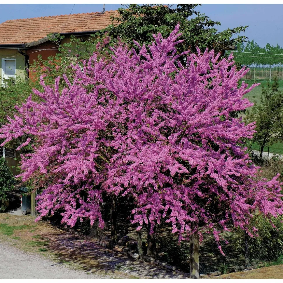 WILLEMSE FRANCE - L'arbre de judée - le pot / ø 9cm / hauteur livrée 70-80cm, vendu par lot de 2