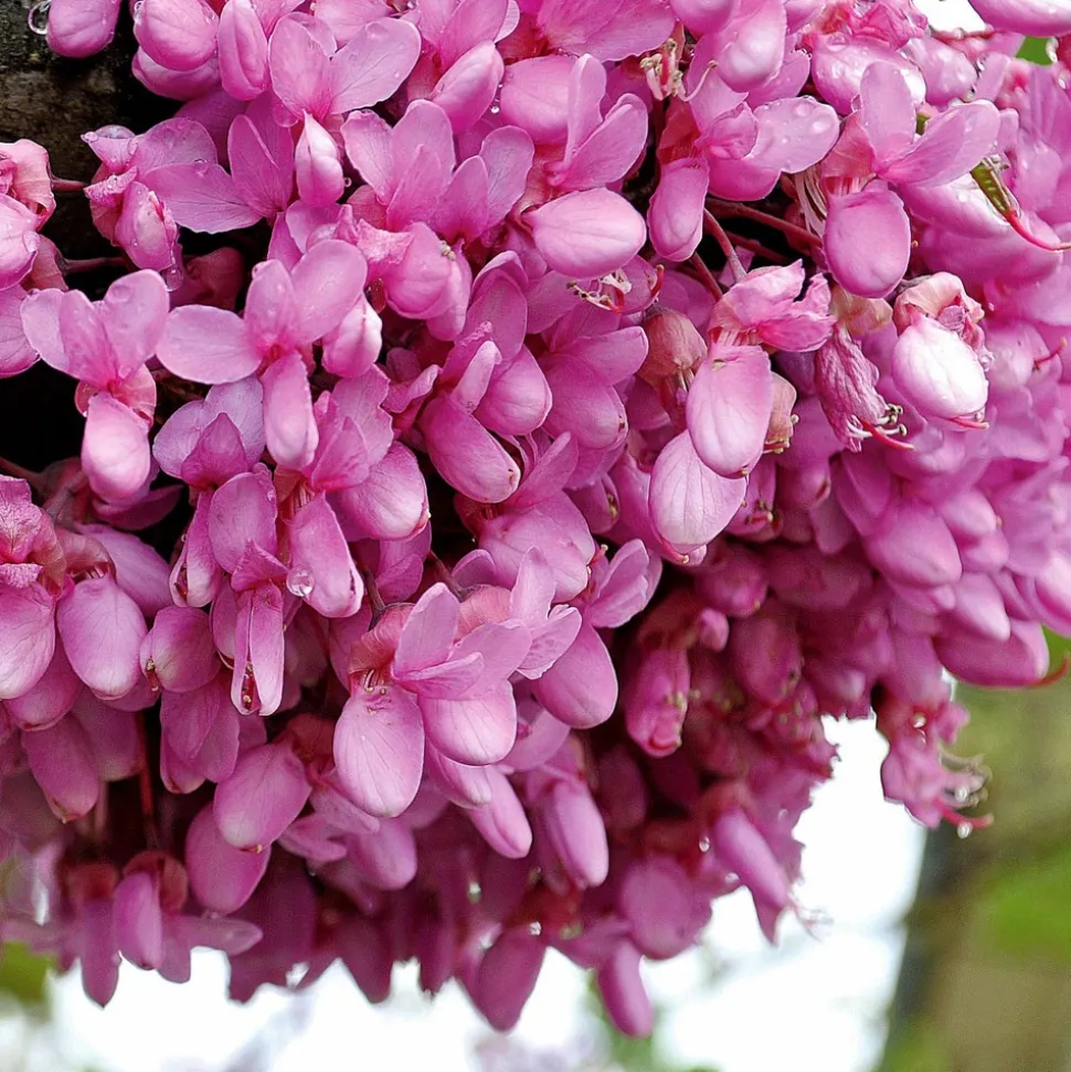 WILLEMSE FRANCE - L'arbre de judée - le pot / ø 9cm / hauteur livrée 70-80cm, vendu par lot de 2