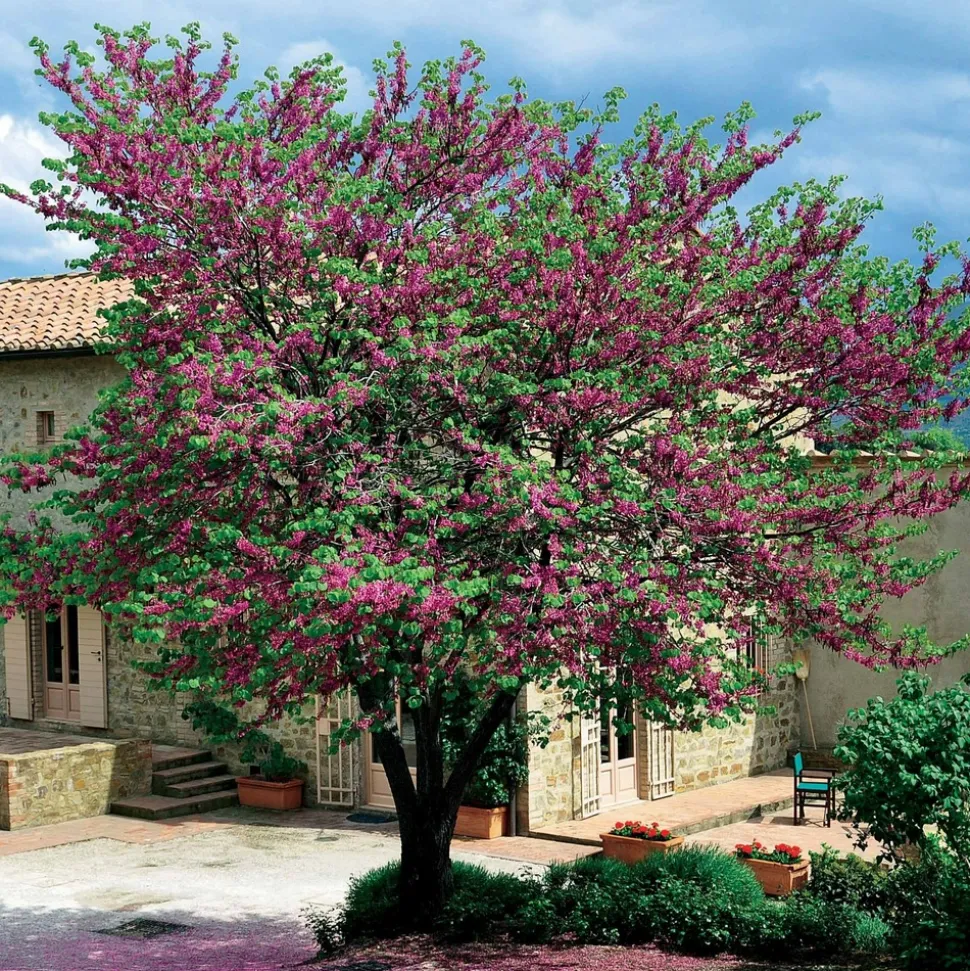 WILLEMSE FRANCE - L'arbre de judée - le pot / ø 9cm / hauteur livrée 70-80cm, vendu par lot de 2