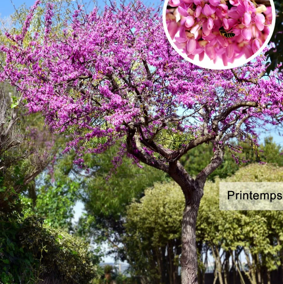 WILLEMSE FRANCE - L'arbre de judée - le pot / ø 9cm / hauteur livrée 70-80cm, vendu par lot de 2