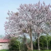 WILLEMSE FRANCE - L'arbre impérial - paulownia - le pot / 2l / hauteur livrée 35-50cm, vendu par lot de 2
