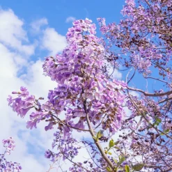 WILLEMSE FRANCE - L'arbre impérial - paulownia - le pot / 2l / hauteur livrée 35-50cm, vendu par lot de 2