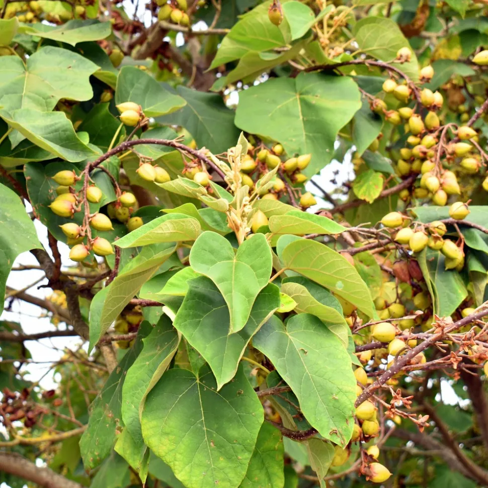 WILLEMSE FRANCE - L'arbre impérial - paulownia - le pot / 2l / hauteur livrée 35-50cm, vendu par lot de 2