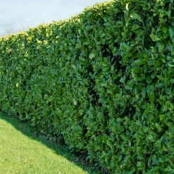 WILLEMSE FRANCE - Laurier cerise - le pot / ø 9cm / hauteur livrée 30-40cm, vendu par lot de 4