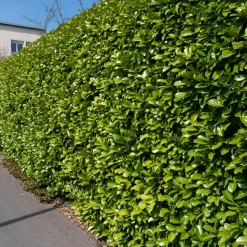 WILLEMSE FRANCE - Laurier cerise - le pot / ø 9cm / hauteur livrée 30-40cm, vendu par lot de 2