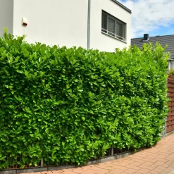 WILLEMSE FRANCE - Laurier-cerise etna - le pot / 1.5l / hauteur livrée 30-40cm, vendu par lot de 2