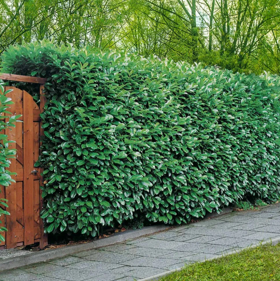 WILLEMSE FRANCE - Laurier-cerise etna - le pot / 1.5l / hauteur livrée 30-40cm, vendu par lot de 2