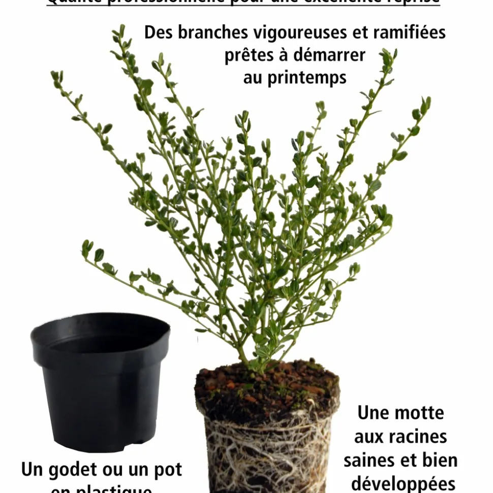 WILLEMSE FRANCE - Laurier-cerise etna - le pot / 1.5l / hauteur livrée 30-40cm, vendu par lot de 2