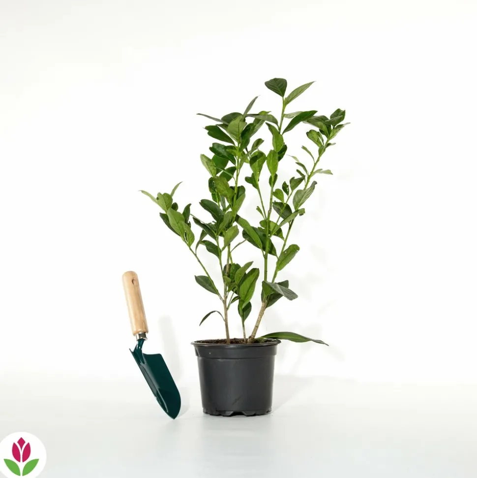 WILLEMSE FRANCE - Laurier-cerise etna - le pot / 1.5l / hauteur livrée 30-40cm, vendu par lot de 2