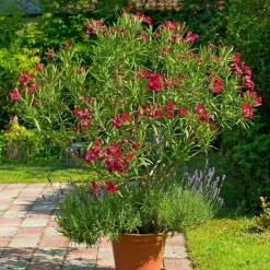 WILLEMSE FRANCE - Laurier-rose rouge - le pot / ø 10cm / hauteur livrée 20-25cm, vendu par lot de 2