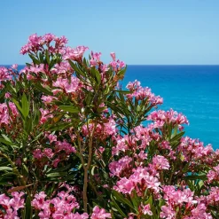 WILLEMSE FRANCE - Laurier-rose - le pot / ø 10cm / hauteur livrée 20-25cm, vendu par lot de 2