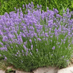 WILLEMSE FRANCE - Lavande de grasse - le pot / 8cm / hauteur livrée 5-10cm, vendu par lot de 2