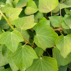 WILLEMSE FRANCE - Lierre couvre-sol d'alger - le pot / ø 9cm